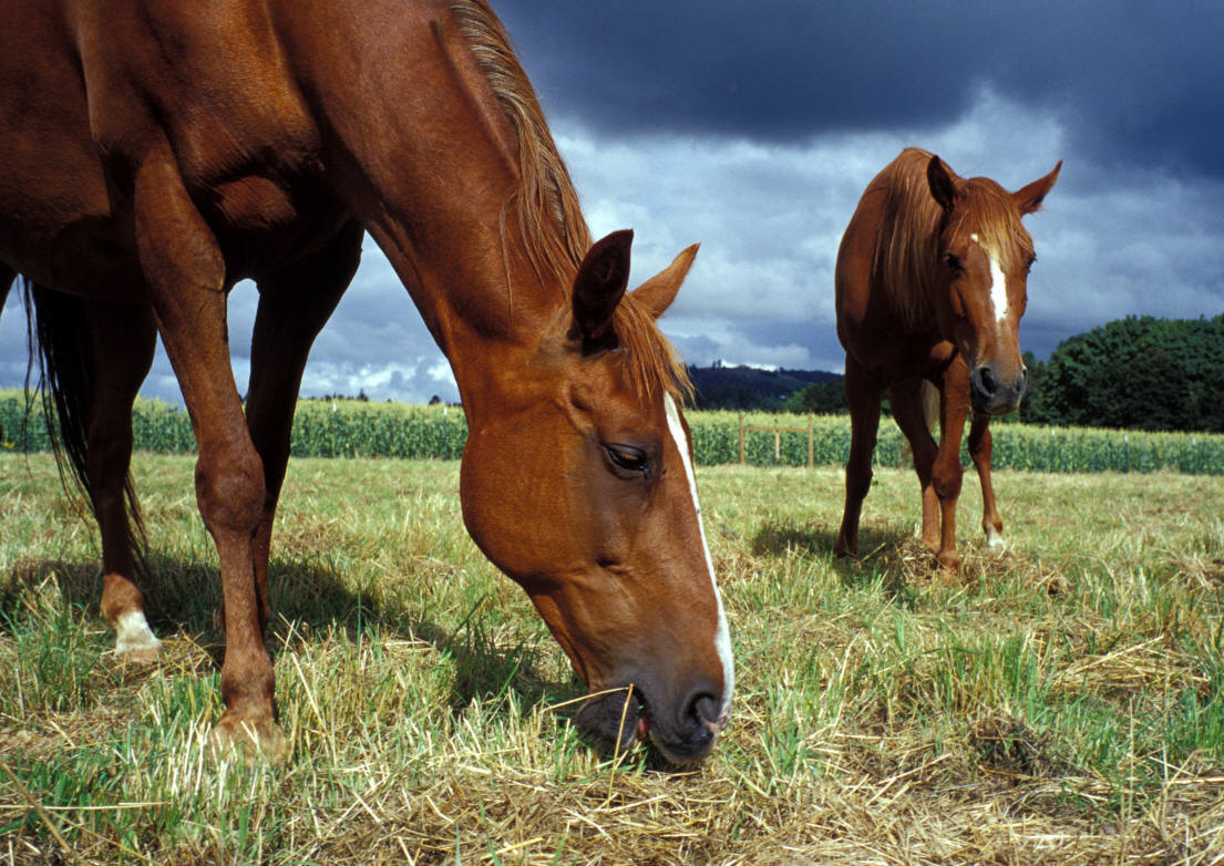 Horses Grazing